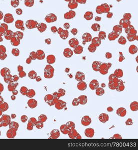 cells close up. red cells close up on a white background