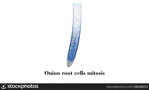 Cells mitosis micrograph. Light photomicrograph of Mitosis of onion root tip cells seen through microscope