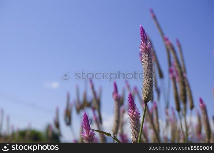 Celosia caracas - the cockscomb flower in nature against blue sky background