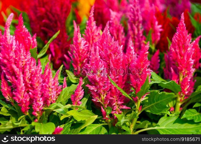 celosia plumosa or Pampas Plume Celosia flowers blooming in the garden pink  flowers