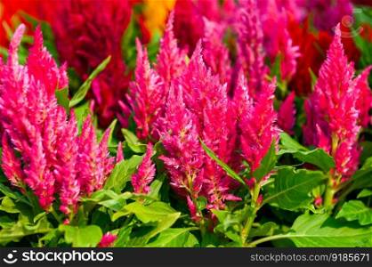 celosia plumosa or Pampas Plume Celosia flowers blooming in the garden pink  flowers