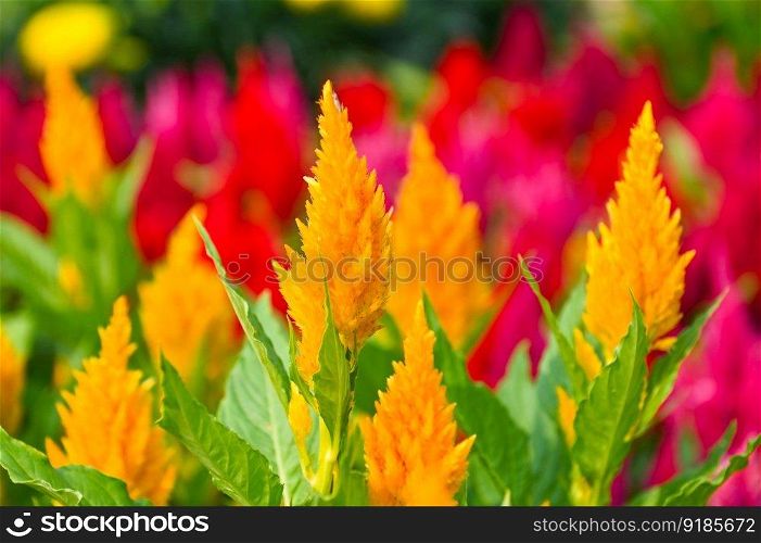 celosia plumosa or Pampas Plume Celosia flowers blooming in the garden yellow flowers 