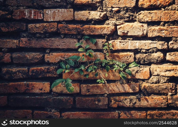 Cement Brick Wall of an Aging Building with Growing Green Plants