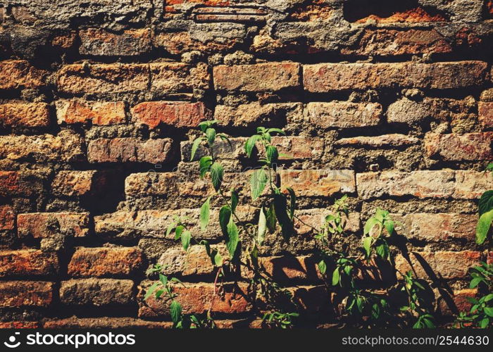 Cement Brick Wall of an Aging Building with Growing Green Plants