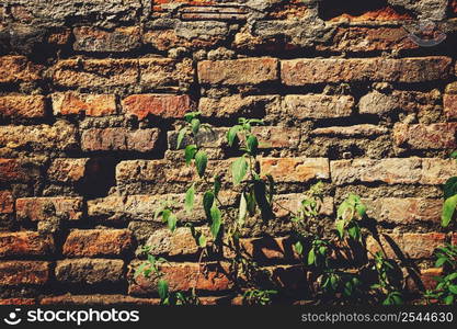 Cement Brick Wall of an Aging Building with Growing Green Plants