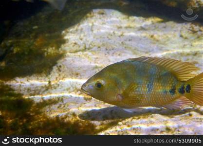 Cenote fish Cichlasoma urophthalmus of Cichlids family in Central America