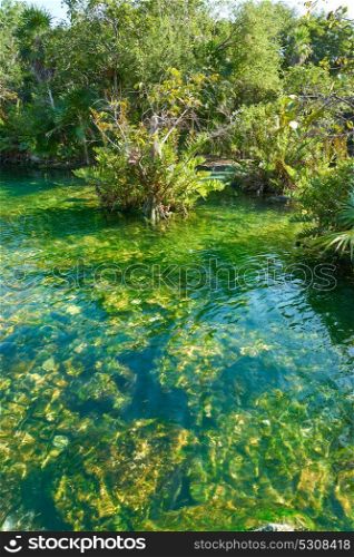 Cenote in Riviera Maya of Mayan Mexico sinkhole exposing groundwater