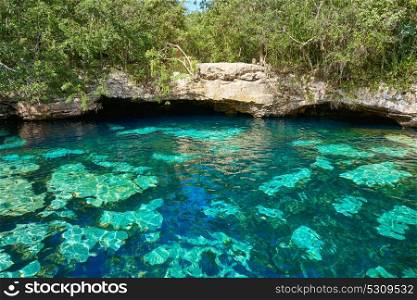 Cenote in Riviera Maya of Mayan Mexico sinkhole exposing groundwater