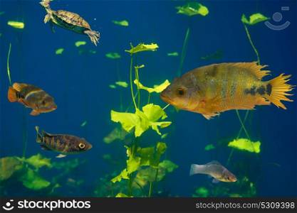 Cenote sinkhole Cichlids fishes in Riviera Maya of Mayan Mexico