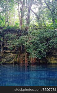 Cenote sinkhole in rainforest jungle of Riviera Maya at mayan Mexico