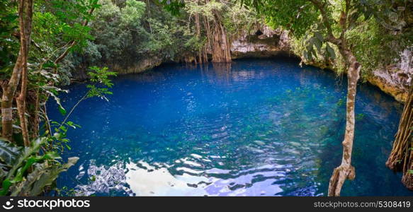 Cenote sinkhole in rainforest jungle of Riviera Maya at mayan Mexico