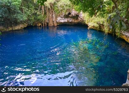 Cenote sinkhole in rainforest jungle of Riviera Maya at mayan Mexico