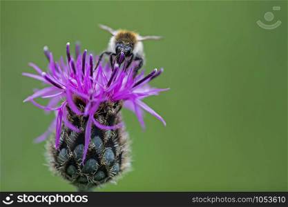 Centaurea jacea brown knapweed with bee isolated on green background