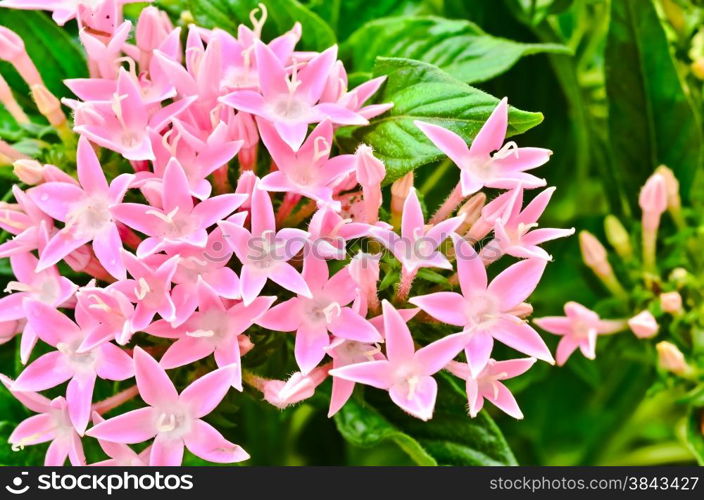 Centaurium erythraea