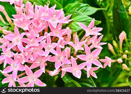 Centaurium erythraea