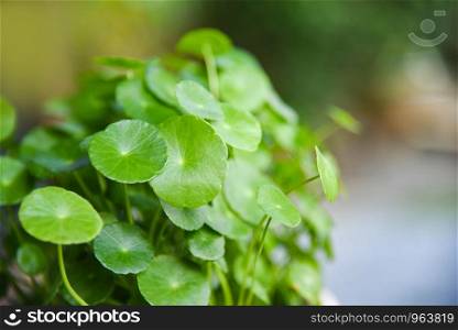 Centella asiatica leaves green nature leaf medical herb in the garden / Asiatic Pennywort