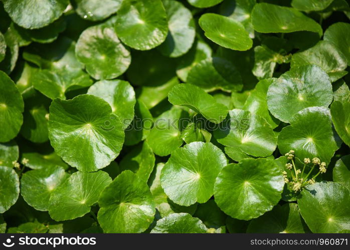 Centella asiatica leaves green nature leaf medical herb in the garden background / Asiatic Pennywort