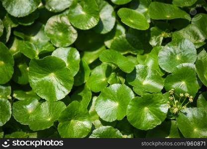 Centella asiatica leaves green nature leaf medical herb in the garden background / Asiatic Pennywort