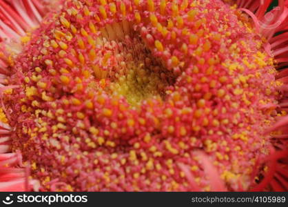 Center of a gerbera flower