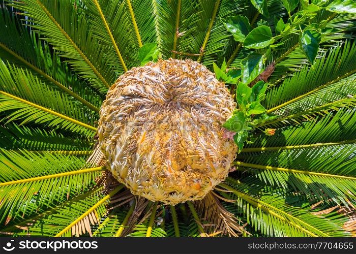 center of the palm Cycas revoluta