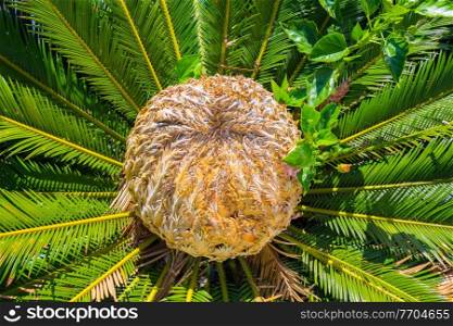center of the palm Cycas revoluta