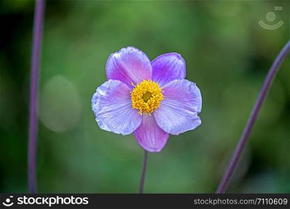 centered blossom of a windflower anemone