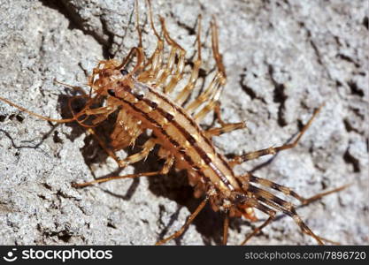 Centipede crawling on the wall a hot summer day