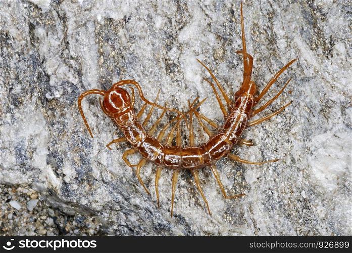 Centipede Otostigmus scabricauda (Chilopoda: Scolopendromorpha). Centipedes are terrestrial arthropods belonging to the class Chilopoda and the Subphylum Myriapoda. They are elongated metameric animals with one pair of legs per body segment at Arunachal