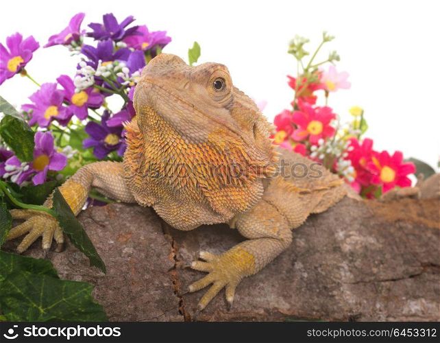 Central bearded dragon in front of white background