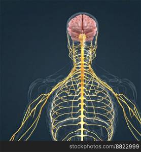 Central Nervous System. Brain and spinal cord. 3D illustration. Central Nervous System. Brain and spinal cord