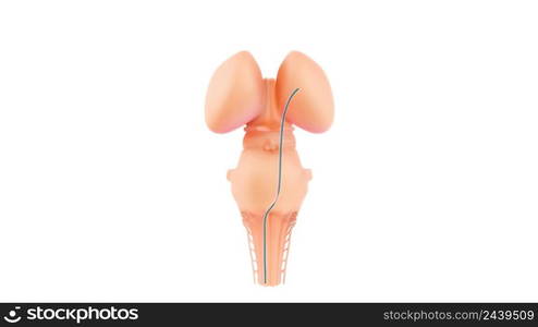 Central Organ of Human Nervous System Brain Anatomy 3D illustration. Central Organ of Human Nervous System Brain Anatomy