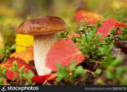 cep mushroom in forest