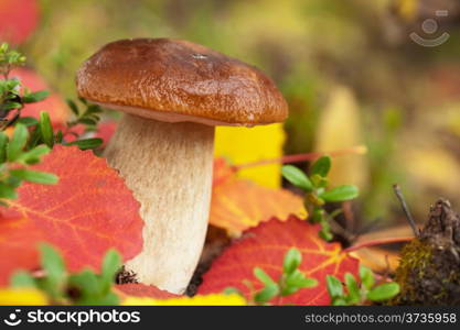 cep mushroom in forest