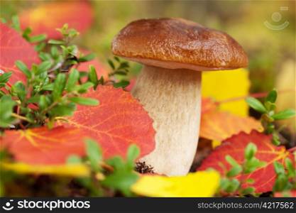 cep mushroom in forest