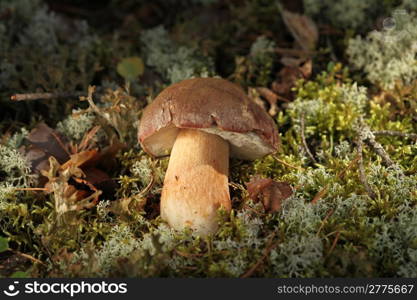 Cepe - Edible Mushroom