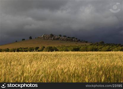 ceral fields of Alentejo, the south of Portugal, farm near Mertola