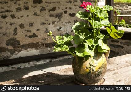 Ceramic flowerpot with geraniums in front of stone church shelter