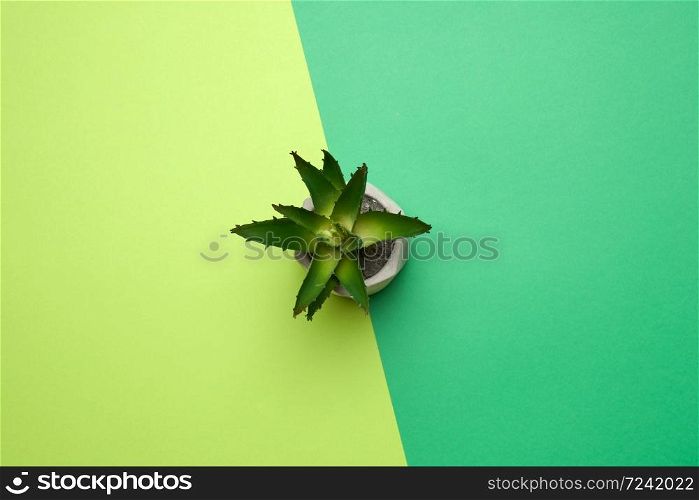 ceramic pot with growing aloe on a green background, top view, place for text, minimalism
