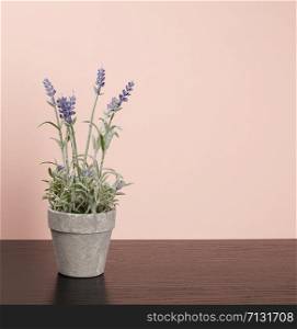 ceramic pot with lavender plants on a black table, beige background