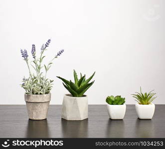 ceramic pots with plants on a black table, white background, copy space
