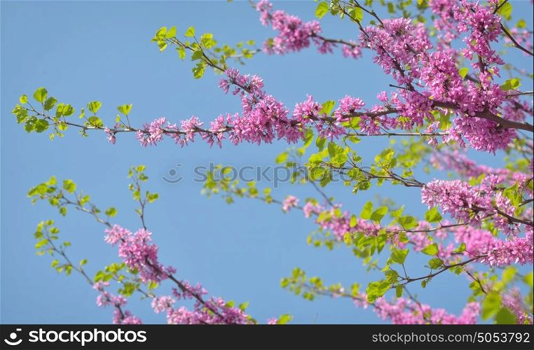 Cercis siliquastrum- Judas tree in spring time