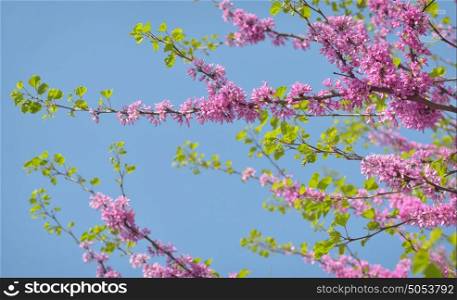 Cercis siliquastrum- Judas tree in spring time