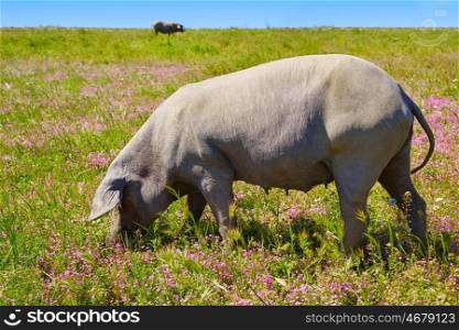 Cerdo iberico iberian pork in Dehesa Grasslands of Spain