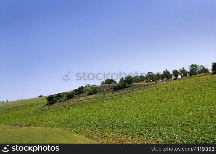Cereal and potatoes green fields