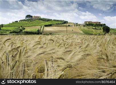 Cereal crops and farm in Tuscany, Italy