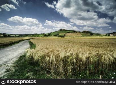 Cereal crops and farm in Tuscany, Italy