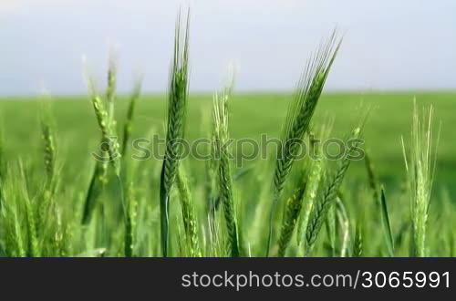 Cereal field