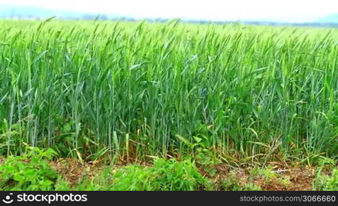 Cereal field