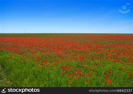 Cereal field meadow in Castile La Mancha of Spain by Saint James Way of Levante