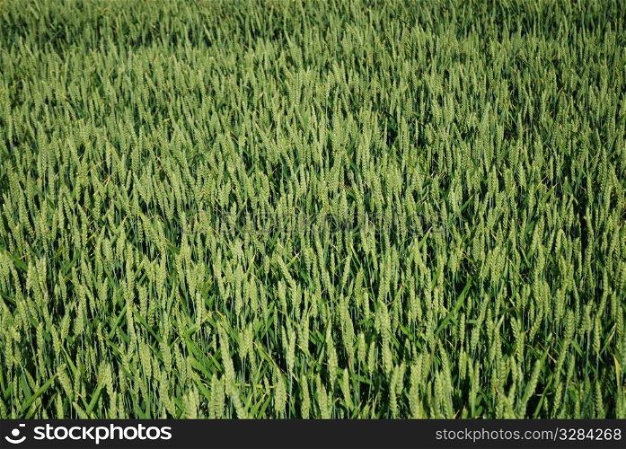 Cereal field of a wheat in the summer.